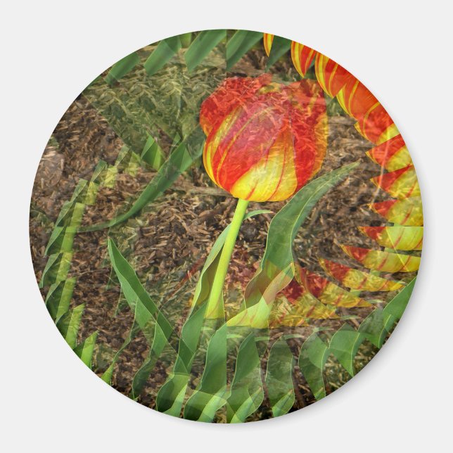 Fanned Tulip....... Magnet (Vorne)