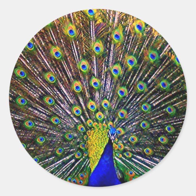 Fanning Peacock Runder Aufkleber (Vorderseite)
