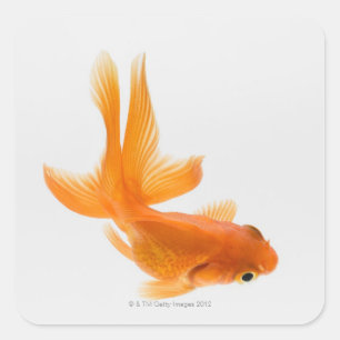 Fantail-Goldfisch (Carassius auratus) 2 Quadratischer Aufkleber