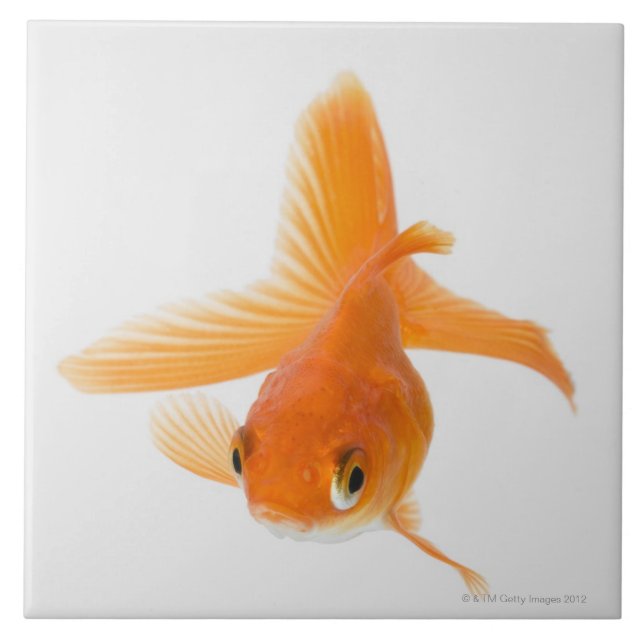 Fantail-Goldfisch (Carassius auratus) Fliese (Vorderseite)