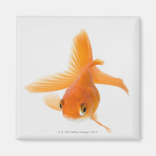 Fantail-Goldfisch (Carassius auratus) Magnet