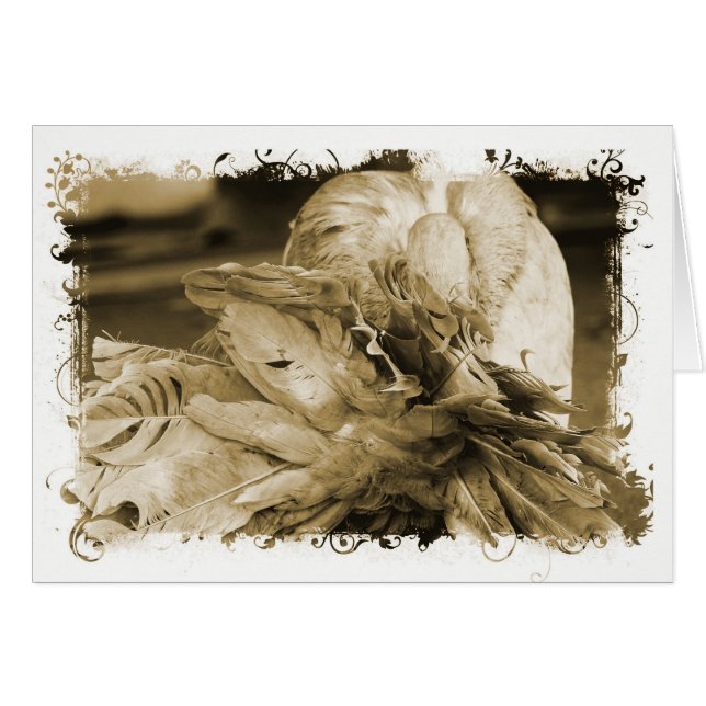 Fantail Pigeon (Vorderseite (Horizontal))