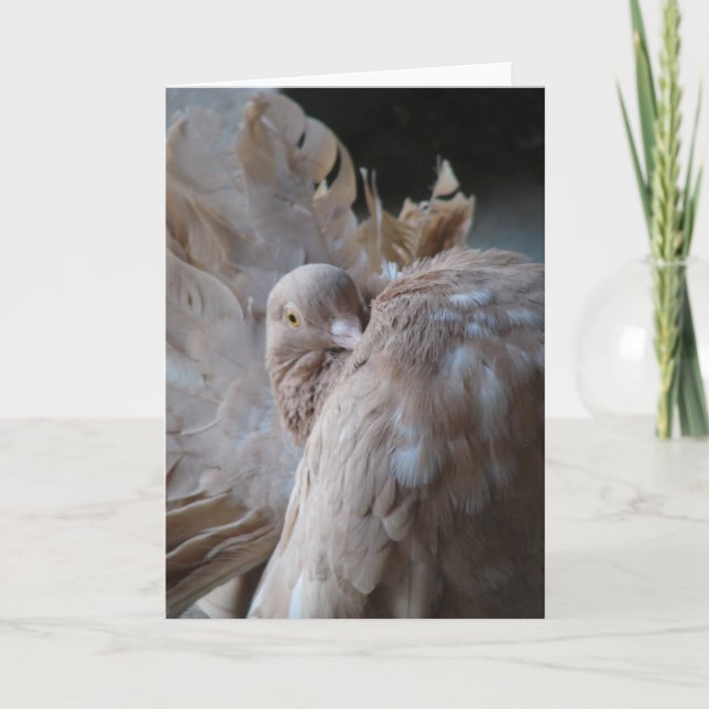 Fantail Pigeon Karte (Vorderseite)