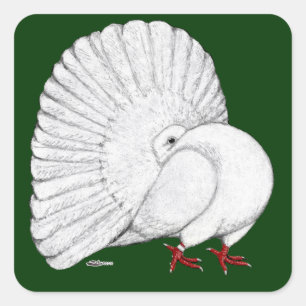 Fantail Pigeon White Quadratischer Aufkleber