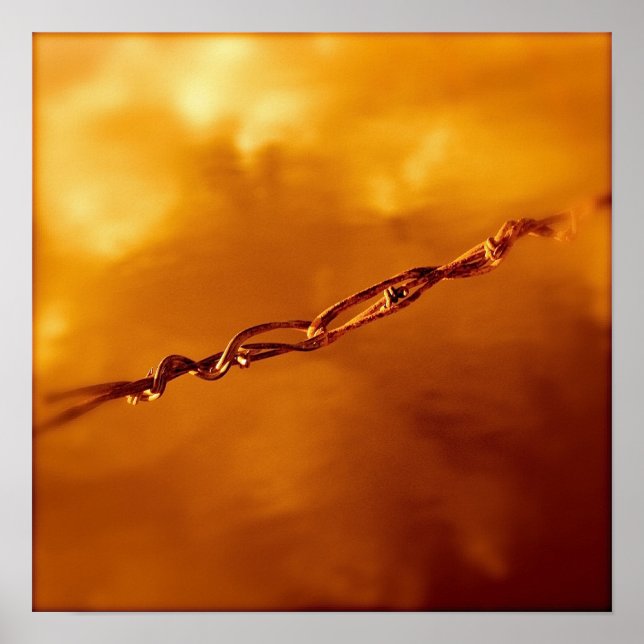 Fantasia Wire in Orange Poster (Vorne)