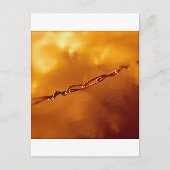 Fantasia Wire in Orange Postkarte (Vorderseite)