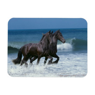 Fantasie-Pferde: Friesische Rinder u. Meer Magnet