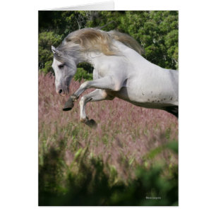 Fantasie-Pferde: Frühlings-Galopp