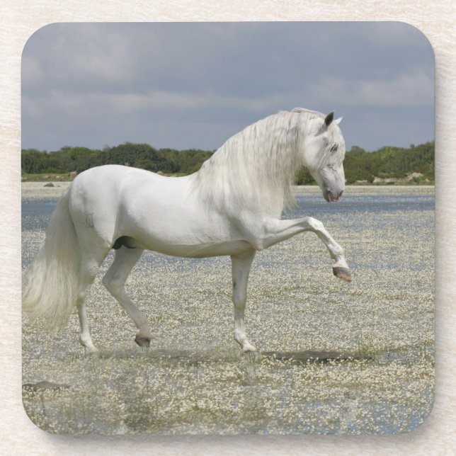 Fantasie-Pferde: Lord des Sees Untersetzer (Vorderseite)