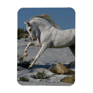 Fantasie-Pferde: Schnee-König Magnet