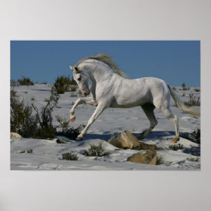 Fantasie-Pferde: Schnee-König Poster