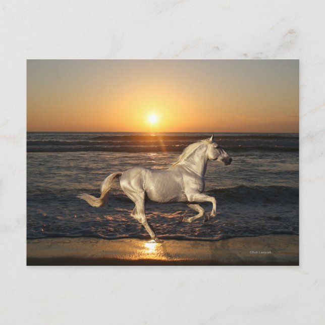 Fantasiepferde: Sonnenuntergang Postkarte (Vorderseite)