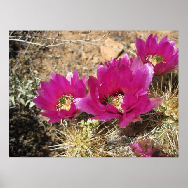 Fantastic Fuschia (3) Poster (Devant)