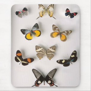 Fantastische Schmetterlingssammlung Mousepad