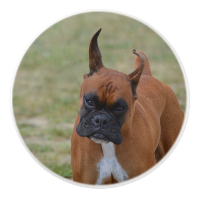 Fantastischer Boxer-Hund Keramikknauf (Vorderseite)