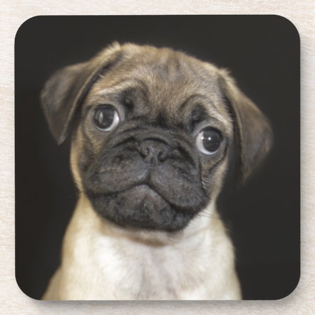 Fantastischer kleiner Mops-Welpe Getränkeuntersetzer (Vorderseite)