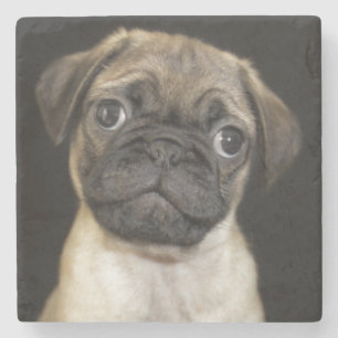 Fantastischer kleiner Mops-Welpe Steinuntersetzer