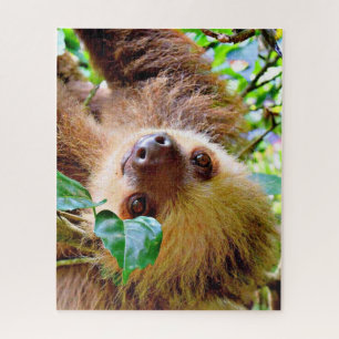 fantastischer Sloth
