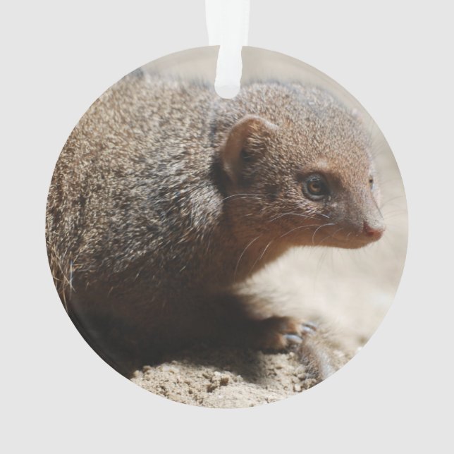 Fantastischer zwergartiger Mungo Ornament (Rückseite)