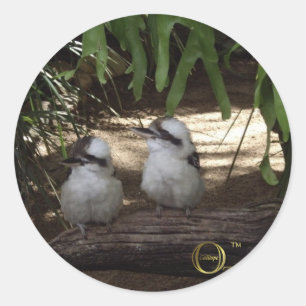 Fantastisches Kookaburras Runder Aufkleber