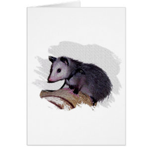 Fantastisches Opossum-Opossum