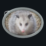 Fantastisches Opossum Ovale Gürtelschnalle<br><div class="desc">Tierbild kennzeichnet ein Porträt eines Opossums.</div>