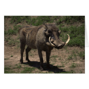 Fantastisches Warthog