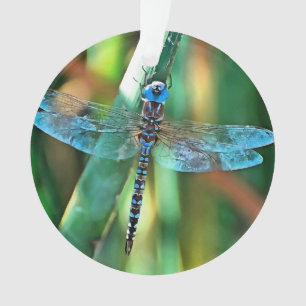 Fantasy Dragonfly in Türkis und Schwarz Ornament
