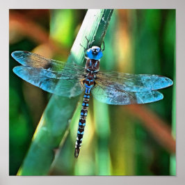 Fantasy Dragonfly in Türkis und Schwarz Poster