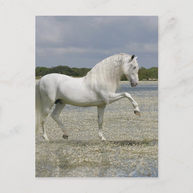Fantasy Horses: Lord of the Lake Postkarte (Vorderseite)