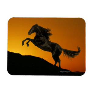 Fantasy Horses: Mountain Sunset Magnet