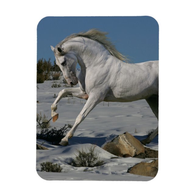Fantasy Horses: Snow King Magnet (Vertikal)