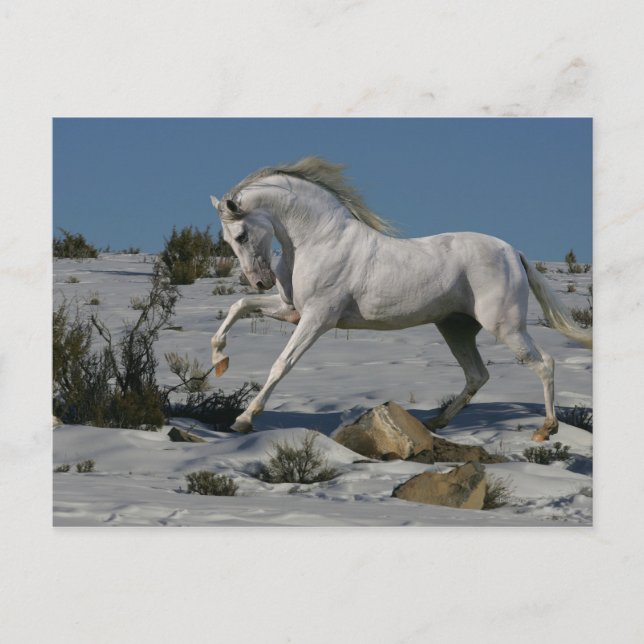 Fantasy Horses: Snow King Postkarte (Vorderseite)