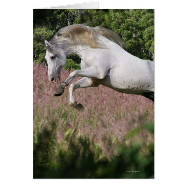 Fantasy Horses: Spring Gallop (Vorne)