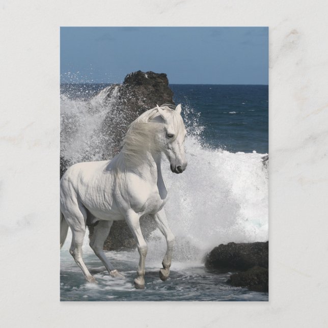 Fantasy Horses: Südliche Meere Postkarte (Vorderseite)