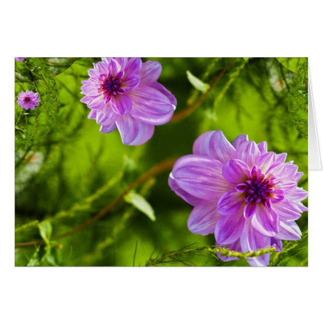 Fantasy Pink Dahlia (Vorderseite (Horizontal))