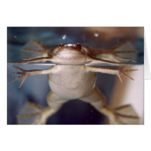 Fantôme de carte de beaucoup de jambes