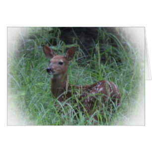 Faon