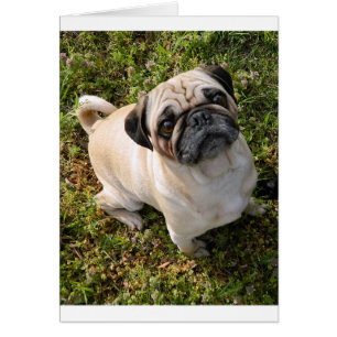 faon de carlin plein