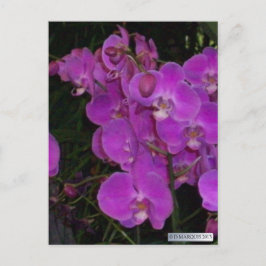 FARBBIGE FLORA #3 Postkarten