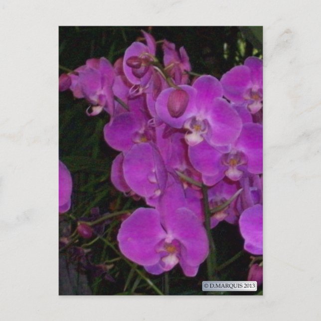 FARBBIGE FLORA #3 Postkarten (Vorderseite)