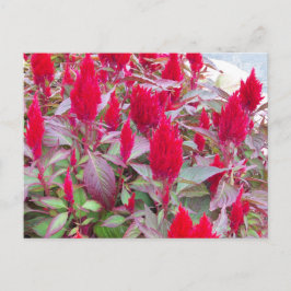 FARBBIGE FLORA POSTCARD POSTKARTE