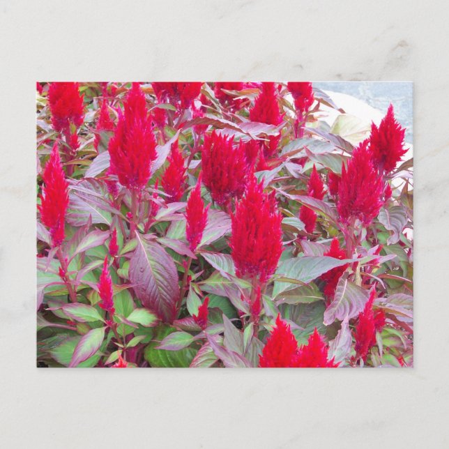 FARBBIGE FLORA POSTCARD POSTKARTE (Vorderseite)