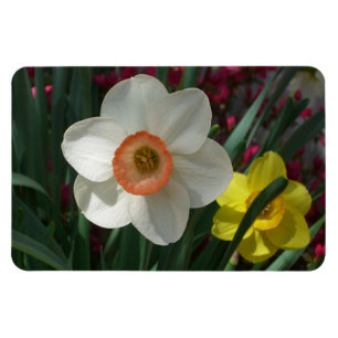 Farbe der Frühlingsblumen Rosa und Gelb Magnet