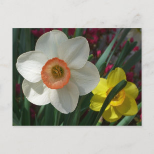 Farbe der Frühlingsblumen Rosa und Gelb Postkarte
