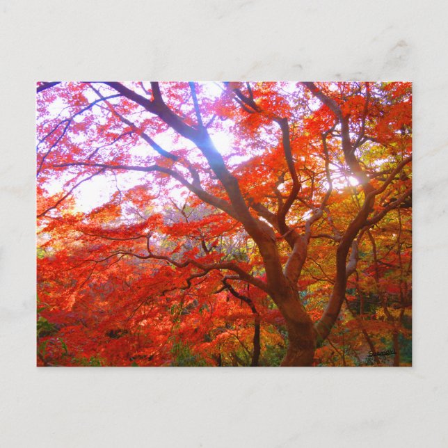 Farbe des Herbstes Postkarte (Vorderseite)