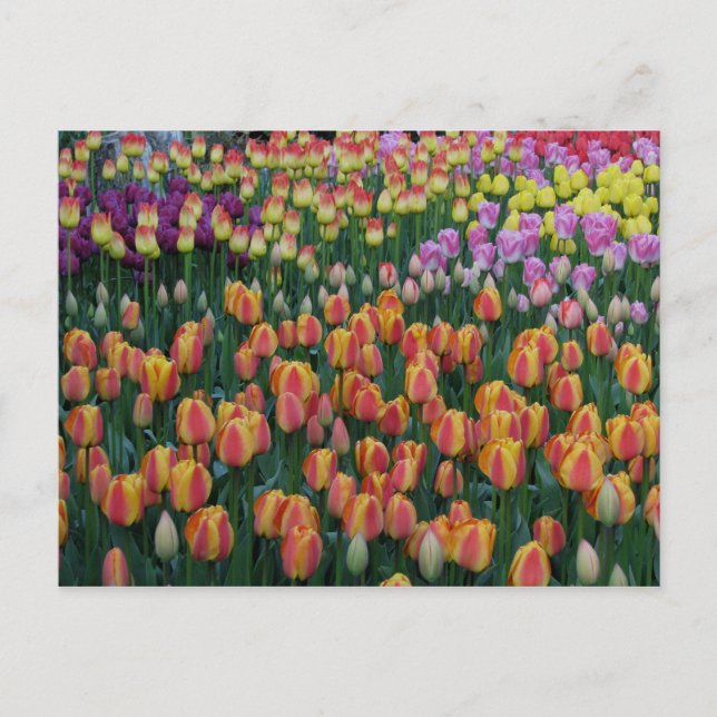 Farbe Postkarte (Vorderseite)