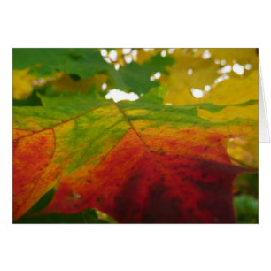 Farben der Ahornleaf Autumn Nature Fotografy