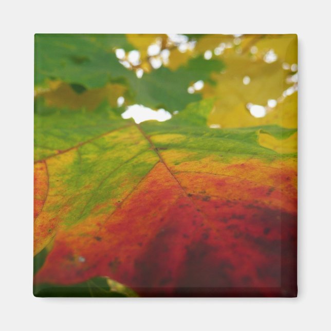 Farben der Ahornleaf Autumn Nature Fotografy Magnet (Vorne)