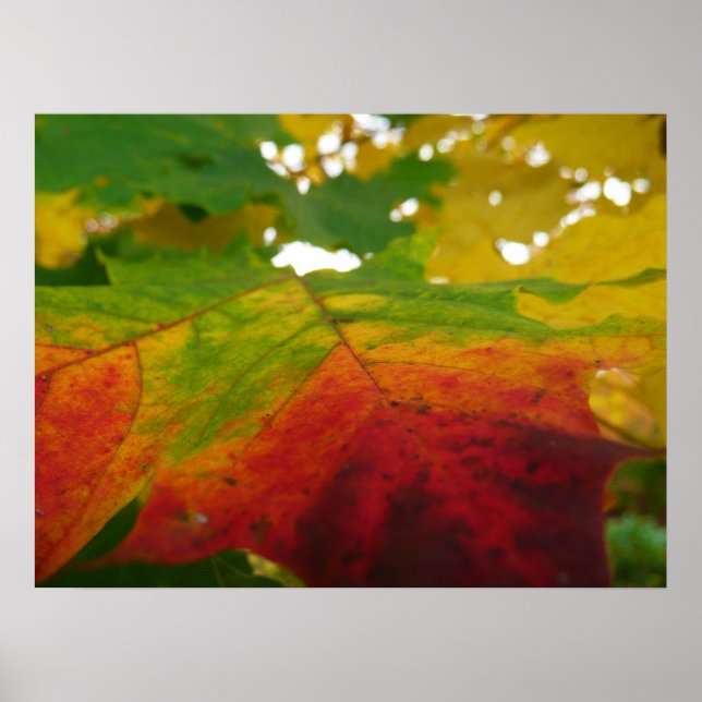 Farben der Ahornleaf Autumn Nature Fotografy Poster (Vorne)
